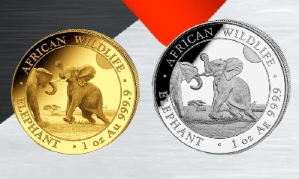 The All New 2024 Somalian Elephant Series - Now Available